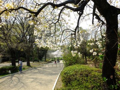 鴨池公園（枝垂れ桜）
