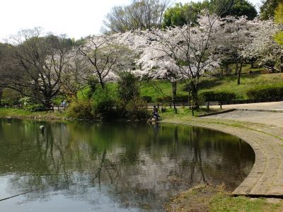 鴨池公園（染井吉野）
