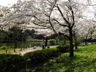 鴨池公園（染井吉野）
