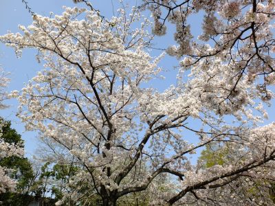 鴨池公園（染井吉野）
