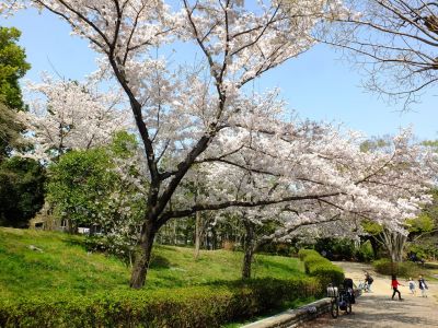 鴨池公園（染井吉野）
