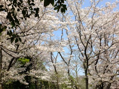 鴨池公園（染井吉野）

