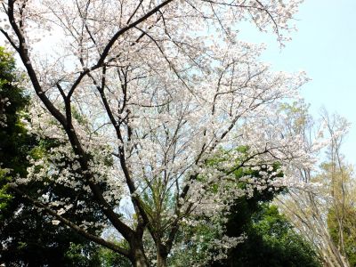 鴨池公園（染井吉野）
