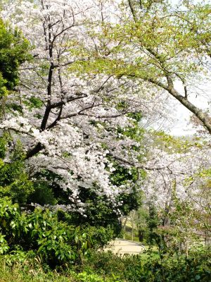 鴨池公園（染井吉野）
