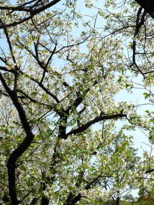 都筑ふれあいの丘駅への道（おおしまざくら）
