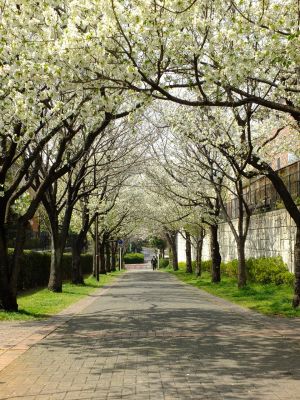 都筑ふれあいの丘駅への道（おおしまざくら）
