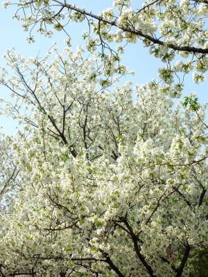 都筑ふれあいの丘駅への道（おおしまざくら）
