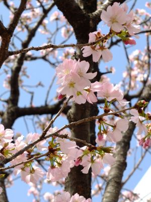 都筑ふれあいの丘駅への道（ヤマザクラ）
