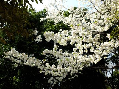 大原みちみね公園（おおしまざくら）
