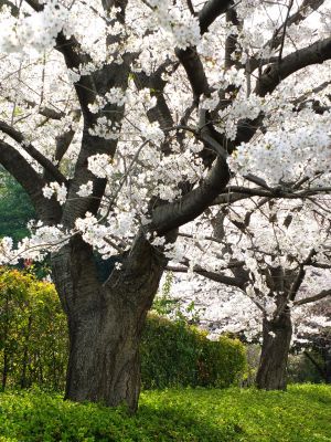 自性院（染井吉野）
