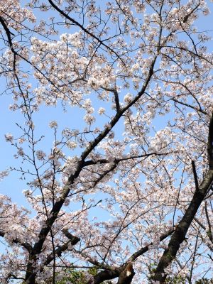 自性院（染井吉野）
