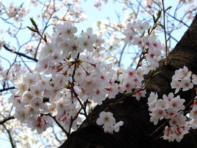 自性院（染井吉野）
