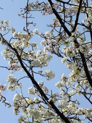 自性院（染井吉野）
