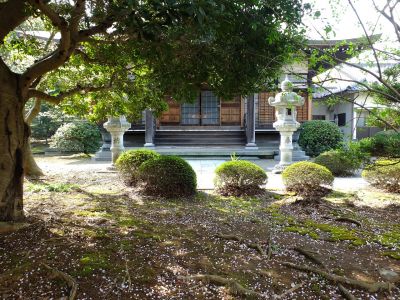 自性院（染井吉野）
