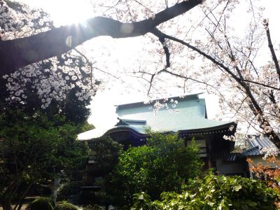 自性院（染井吉野）
