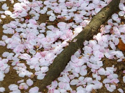 自性院（染井吉野）
