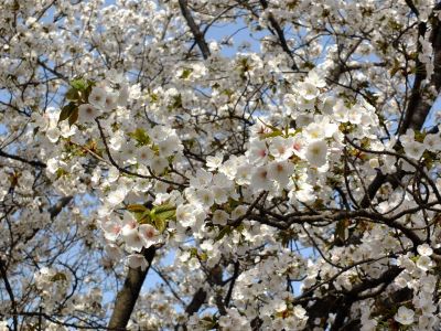 自性院（ヤマザクラ）
