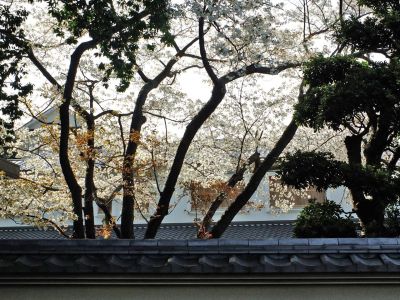 正覚寺（ヤマザクラ）
