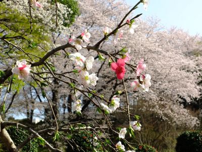正覚寺（花桃）
