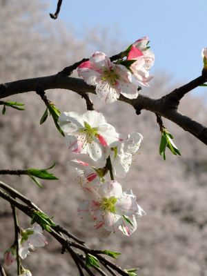 正覚寺（花桃）

