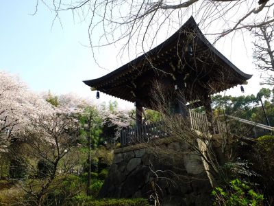 正覚寺（染井吉野）
