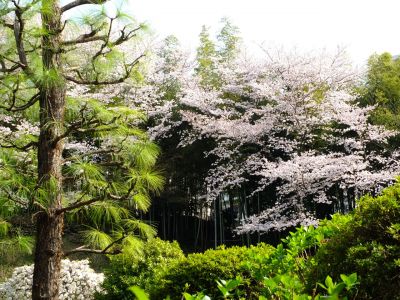 正覚寺（染井吉野）
