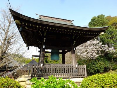 正覚寺（染井吉野）

