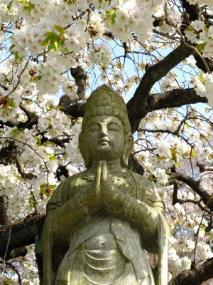 正覚寺（枝垂れ桜）
