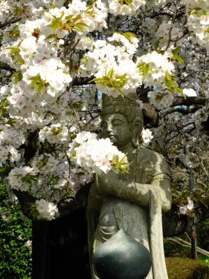 正覚寺（枝垂れ桜）
