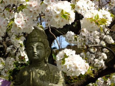 正覚寺（枝垂れ桜）

