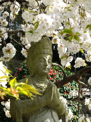 正覚寺（枝垂れ桜）
