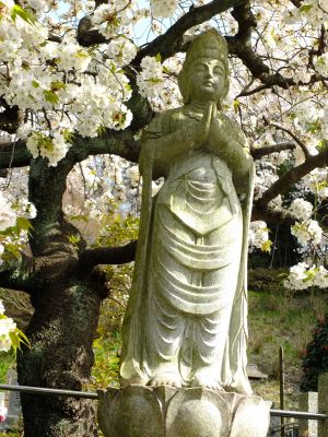 正覚寺（枝垂れ桜）
