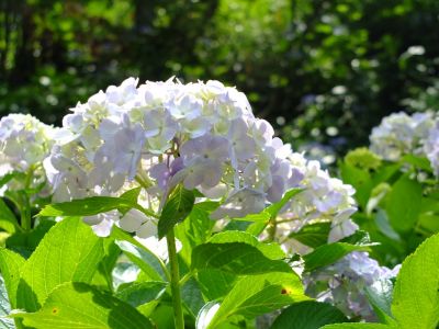 都筑中央公園ばじょうじ谷戸
