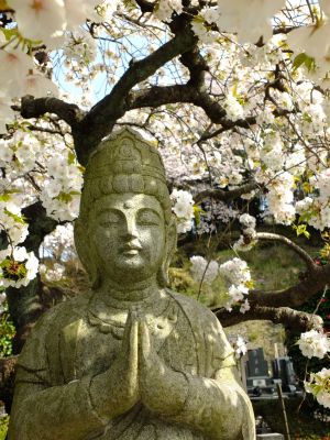 正覚寺（枝垂れ桜）
