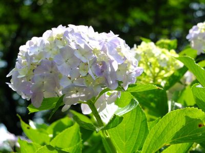 都筑中央公園ばじょうじ谷戸
