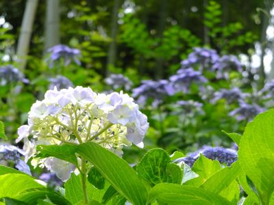 都筑中央公園ばじょうじ谷戸
