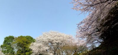 正覚寺（染井吉野）
