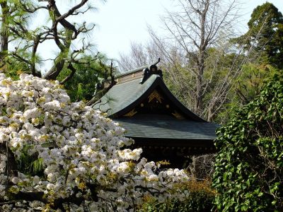 正覚寺（枝垂れ桜）
