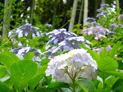 都筑中央公園ばじょうじ谷戸
