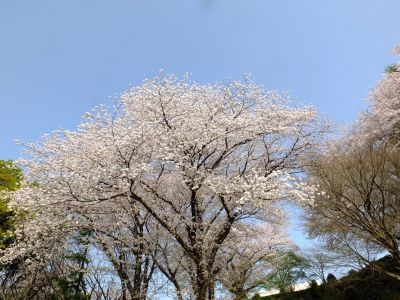 正覚寺（染井吉野）
