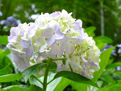 都筑中央公園ばじょうじ谷戸
