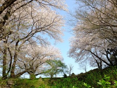 正覚寺（染井吉野）
