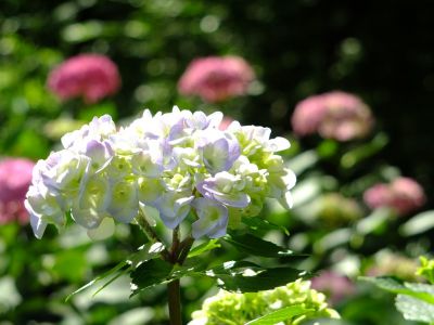 都筑中央公園ばじょうじ谷戸
