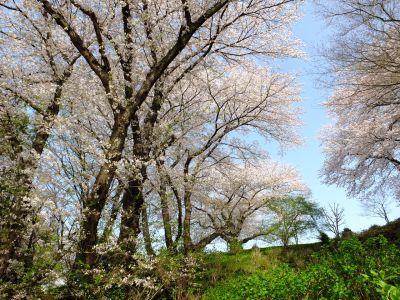 正覚寺（染井吉野）
