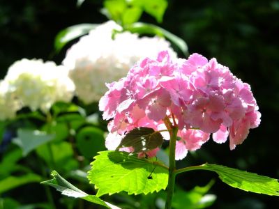 都筑中央公園ばじょうじ谷戸
