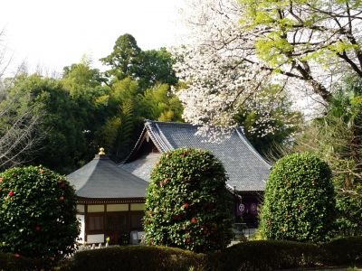 正覚寺（染井吉野）
