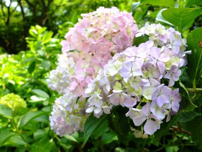 都筑中央公園ばじょうじ谷戸
