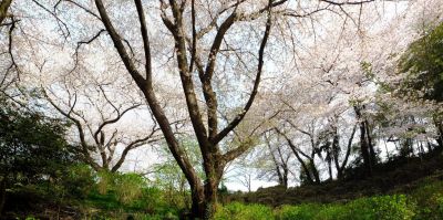 正覚寺（染井吉野）
