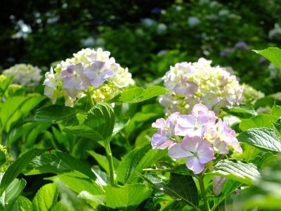 都筑中央公園ばじょうじ谷戸
