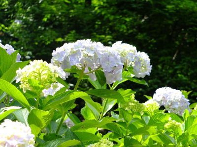 都筑中央公園ばじょうじ谷戸
